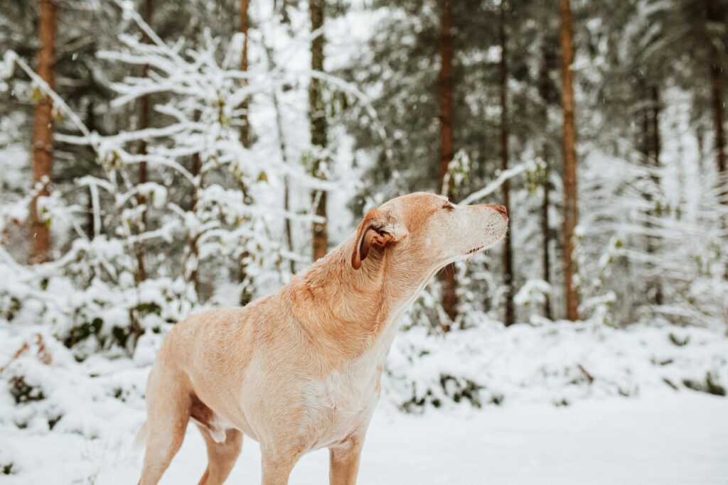 pexels-photo-10660436-10660436 A Dog during Winter
